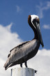 Pelican on High