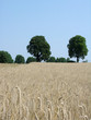 rye field and trees 3