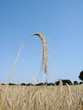 rye ear