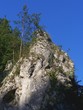trees on the rock