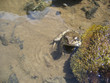 Grenouille