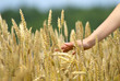 Woman's hand slide threw the golden field of wheat
