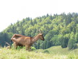 Chèvre alpine chamoisée