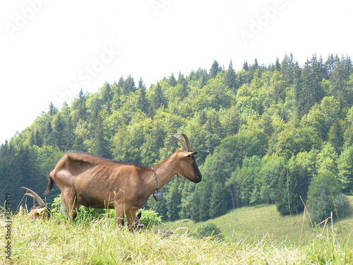 Photo : Chèvre alpine chamoisée Chèvre alpine chamoisée