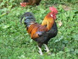 Coq