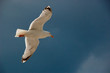 mouette mouette