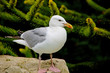 mouette mouette