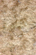 Carpet Textures 1