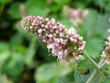 mint flowers