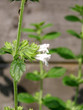 lemon balm flowers