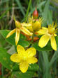 hypericum
