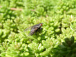 fly on sedum