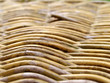 rattan macro