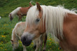 Horse face
