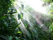 Regen im Regenwald
