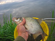 Catching a fish