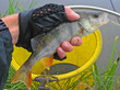 Catching a fish