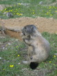 marmotte