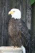Weißkopfseeadler