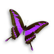 Purple butterfly