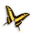 Yellow butterfly