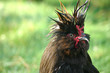 coq