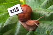 snail - sold