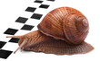 Snails racing