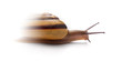 Snail racing