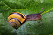  snail
