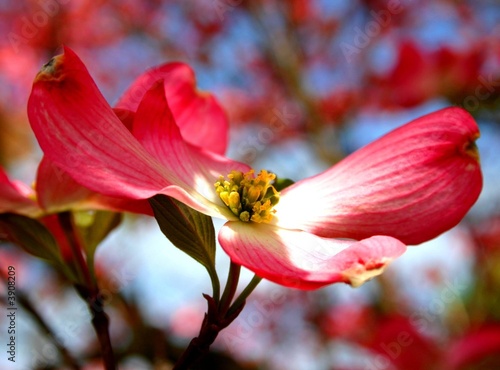 Dogwood+tree+blossom+pictures