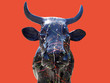 vache des villes