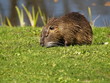 Bisonratte