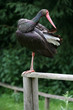 Schwarzstorch