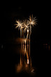 Fire palm