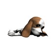 Dog Dog