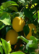 Three lemons on a Lemon Tree 