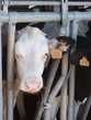 tête de vache en stabulation