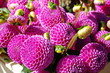 Dahlien Dahlien