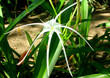 Spider lily-exotic flower Spider lily-exotic flower