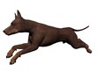 Dog Dog
