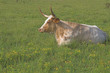 A longhorn steer in a grassy cow pasture.