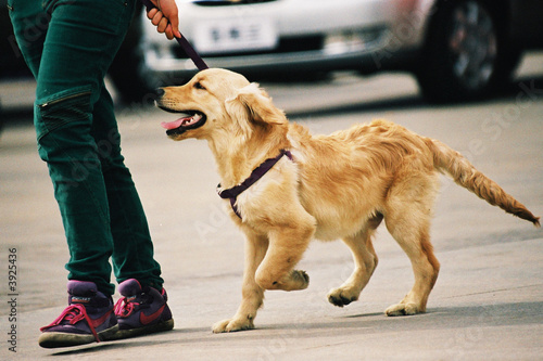 Dog Dog