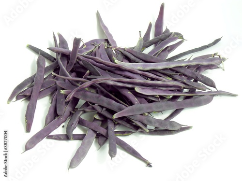 violet pods of early bean