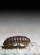 extreme macro of a bug