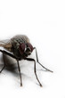 extreme macro of a housefly in white background.