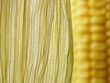 Photo: maize cob maize cob