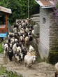 mountain goats