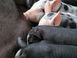 Piglets
