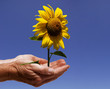hände mit sonnenblume